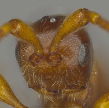 Media type: image;   Entomology 9029 Aspect: head frontal view